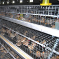 Milieu de la maille de cage de poulet Pullet